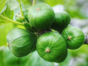 Bunch of raw figs on tree