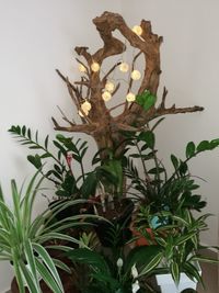 Close-up of potted plant against wall