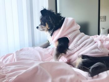 Dog on bed at home