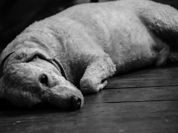 Close-up of dog sleeping