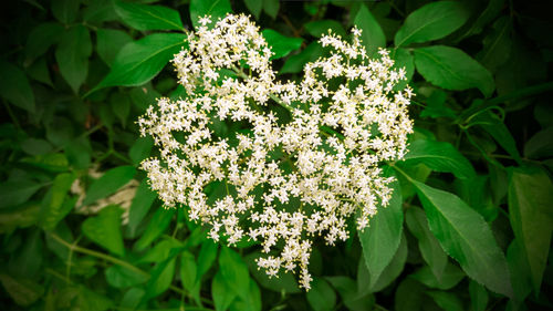 Close-up of plant