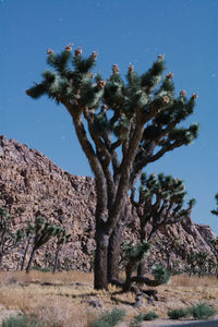 Low angle view of tree against clear blue sky