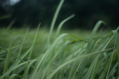 Close-up of crops growing on field