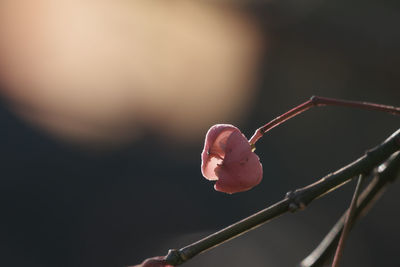 Close-up of plant