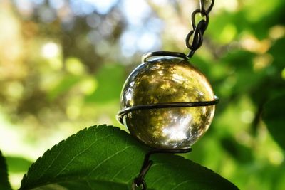 Close-up of marble reflecting nearby trees