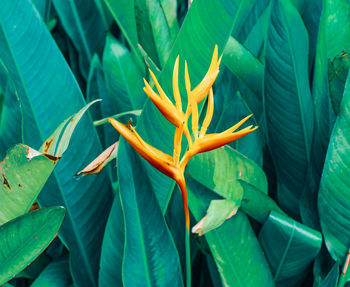 Close-up of red flowering plant