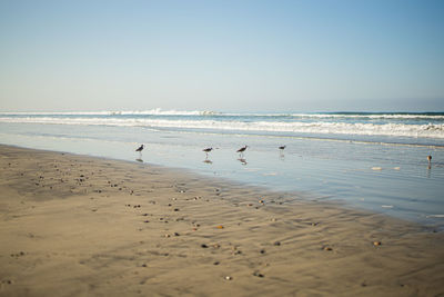 Seagulls on beach