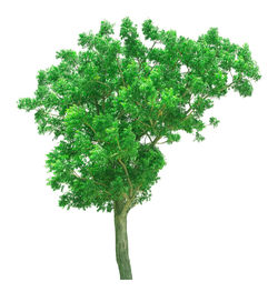 Close-up of leaves against white background