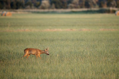 Side view of squirrel on field