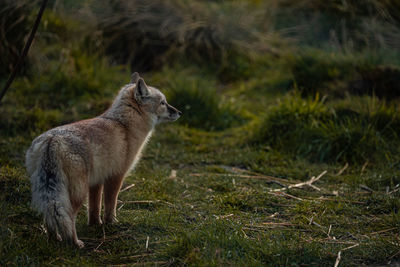 Fox standing on field