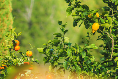 Orange fruits on tree
