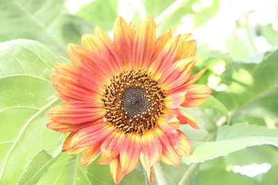 Close-up of sunflower blooming outdoors