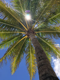 Low angle view of palm tree against sky