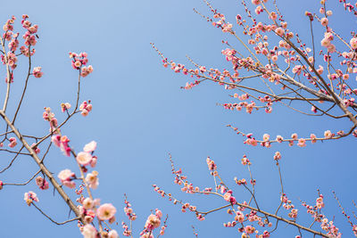 Low angle view of tree against blue sky