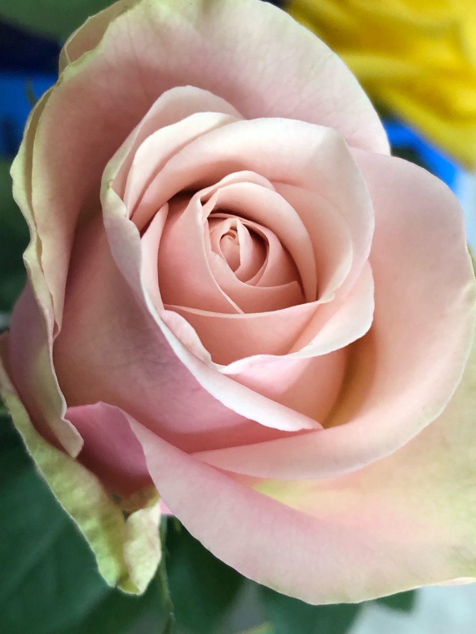 CLOSE-UP OF PINK ROSE