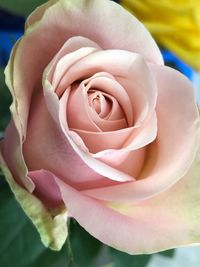 Close-up of rose bouquet