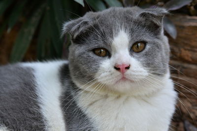 Close-up portrait of a cat