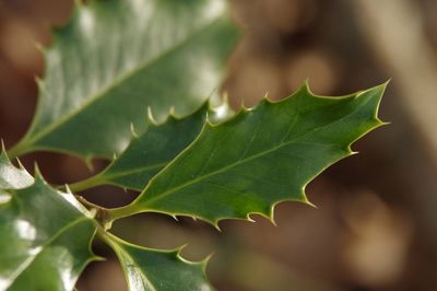 Close-up of green leaves