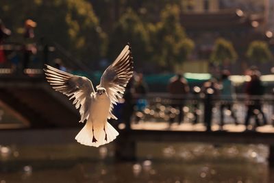 Bird flying over water