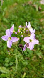 Close-up of flowers blooming outdoors