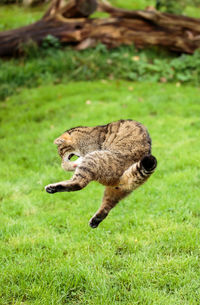 Cat jumping over field