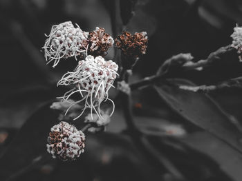 Close-up of white flowering plant