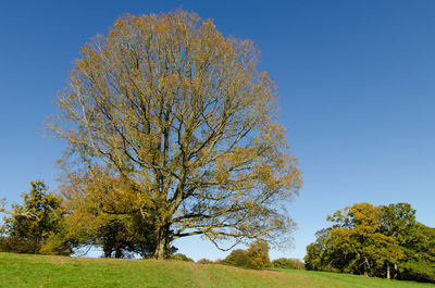 Tree on field against clear blue sky