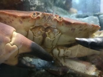 Close-up of turtle in aquarium