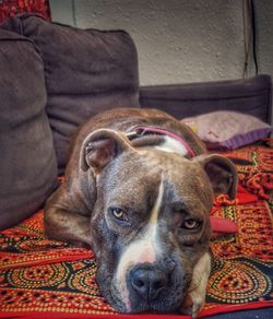 Portrait of dog on sofa at home