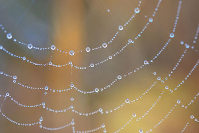 Close-up of wet spider web