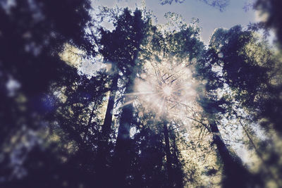 Low angle view of trees against sky