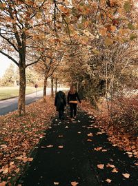 Autumn leaves on road