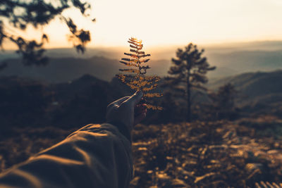 Cropped hand holding leaves against sky during sunset