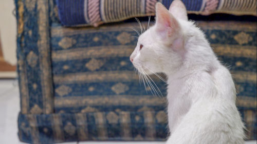 Close-up of cat with eyes closed