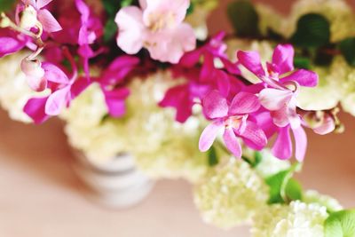 Close-up of pink flowers