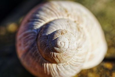 Close-up of snail