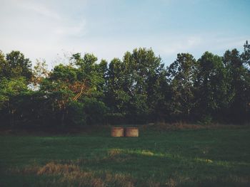 Trees on grassy field