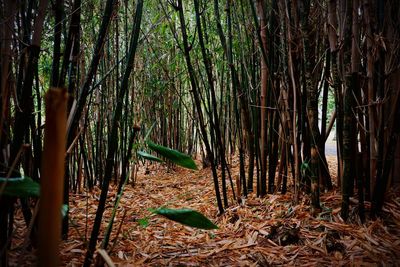 View of trees in forest