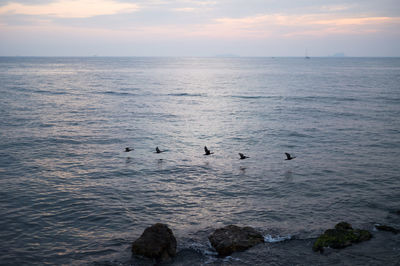 Bird flying over sea against sky during sunset