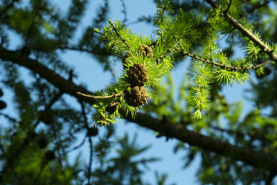 Low angle view of pine tree