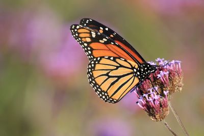 Close-up of butterfly pollinating on purple flower