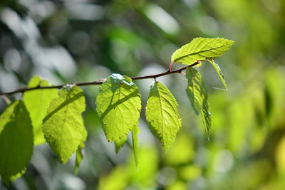 Close-up of green leaves