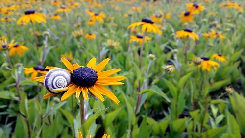 Close-up of yellow flowers blooming on field