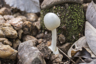 Close-up of mushrooms growing on rock