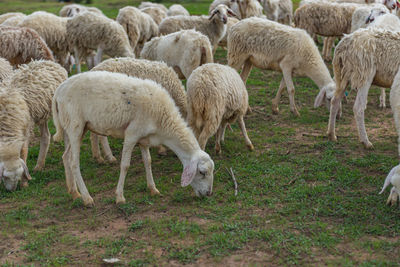 Sheep grazing on field