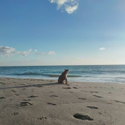 Rear view of woman sitting at beach against sky