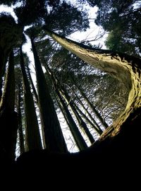 Low angle view of tree against sky