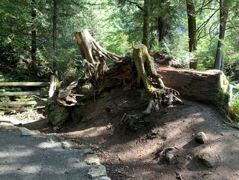 Driftwood on tree trunk in forest