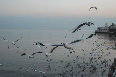 Seagulls flying over sea against sky