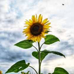 Close-up of sunflower against sky
